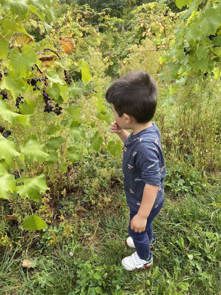 Picking fruits with toddlers